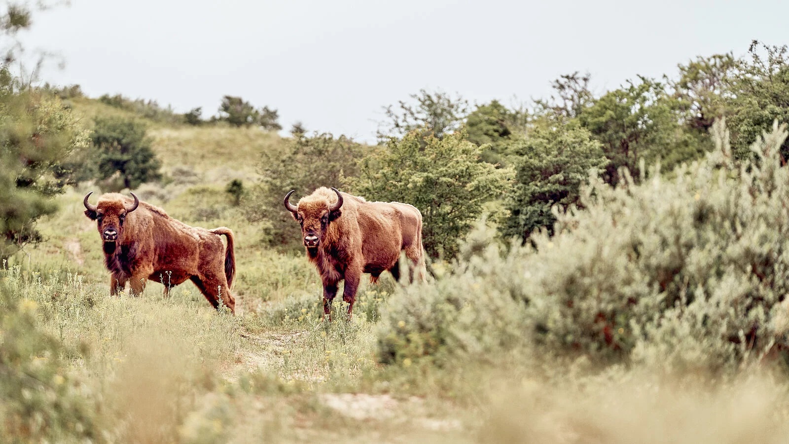 Wilderness Discovery Tour