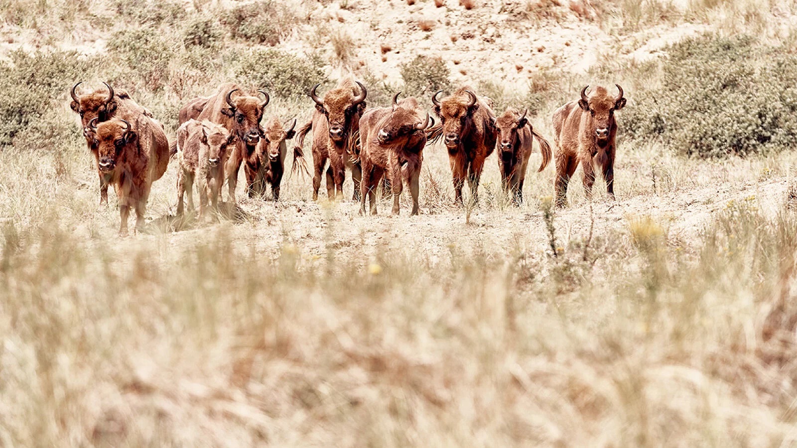 Journey Into Wilderness Discovery With Land Rover Discovery